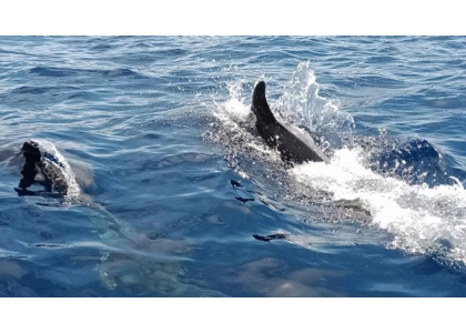 2020–05-07 游客少了西米兰群岛海豚撒欢